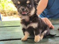TEACUP CHİHUAHUA DİŞİ