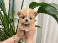 Baldan tatli maltipoo bebeklerimiz