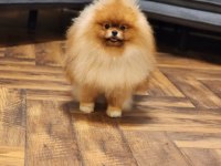 Türkiyenin En İyisi Pomeranian boo Ayı Surat