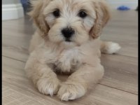 Yavru Maltipoo