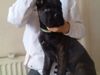 A ŞECERE KİF-FCİ KAYITLI CANE CORSO YAVRULAR
