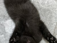 Yavru british shorthair