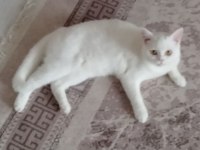 10.5 aylık british shorthair