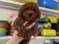 Toy Poodle Kore Yavrumuz