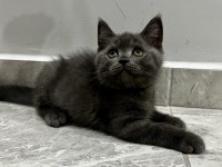 Saf Kan British Shorthair