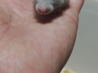 Suriye HAMSTER YAVRULAR