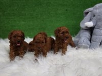 Bizimle iletişime geçmeden karar vermeyin poodle