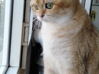 3 yaşında british shorthair şecereli dünya güzeli dişi