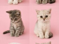 British Shorthair Yavrularımız Sahiplendirilecek
