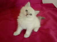 Tatlı kızımız british longhair