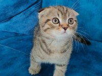 2 aylık golden spotted scottish fold