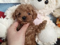 Sizi bekleyen toy poodle afacanlar