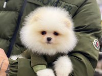 Pomeranian boo beyaz erkek 2 aylık