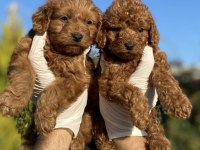 ORİJİNAL RED BROWN TOY POODLE YAVRULARIMIZ