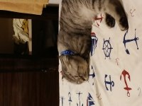 Dünyalar tatlısı ponçiğim scottish fold