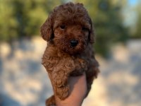 Safkan Toy Poodle Yavrular