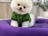 400 GR TAM TEACUP BOY ORJİNAL BEYAZ POMERANİAN YAVRUMUZ