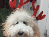 Maltipoo Erkek Köpeğimiz