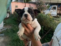 Sevimli French Bulldog Yavrularımız