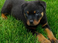 YAVRU ROTTWEİLER KÖPEĞİM