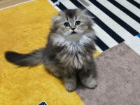 Scottish fold longhair