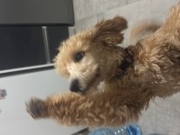 7 Aylık Dişi Toy Poodle