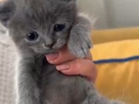 Ponçik Kediler Yeni Yuvalarını Arıyor