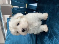 Irk garantili Maltese bebeklerimiz