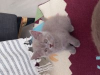 Minik kedilerim british shorthair