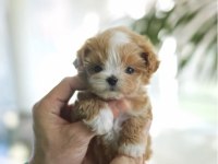 Maltipoo Bebeklerimiz Ailesini Bekliyor