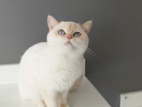 British shorthair red point