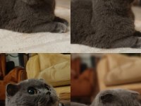 Scottish fold 2 yaşında