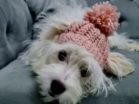 Maltese köpeğimize Sıcak bir yuva