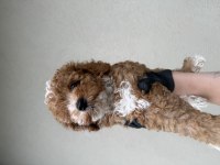 Toypoodle Bebeklerim 