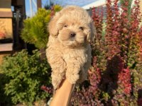 Maltipoo yavrularımız