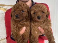 Koyu Renk Toy Poodle Yavrular