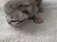 Safkan chinchilla yavrularımız sahiplendirilecektir