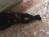 DEPREMZEDE VE 1 GÖZÜ KÖR KEDİMİZ