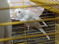 Dişi Erkek Muhabbet Kuşu Dişi olan albino