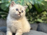 BRİTİSH SHORTHAİR NY1133 ERKEK