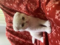Scottish Fold Dişi Beyaz 2 Aylık