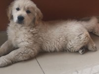 ORJİNAL SAFKAN AŞILI GOLDEN RETRİEVER BEBEĞİMİZ