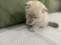 Scottish Fold Kedimiz Sahiplendirilecektir