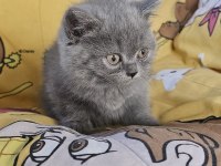 Yakışıklı erkek ve dişi bebek kediler