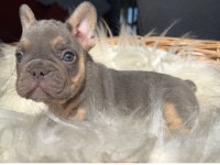 Kaliteli güzel yavru french bulldog