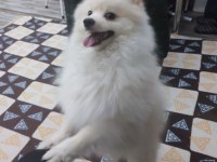 Sadece denizli içi pomeranian