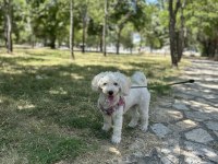 Shih Poo Dişi 1 Yaşında