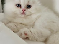 Dişi Scottish Fold