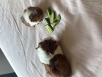 Sütten kesilen ginepigler