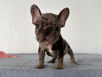 French Bulldog yavrularımız ırk garantilidir